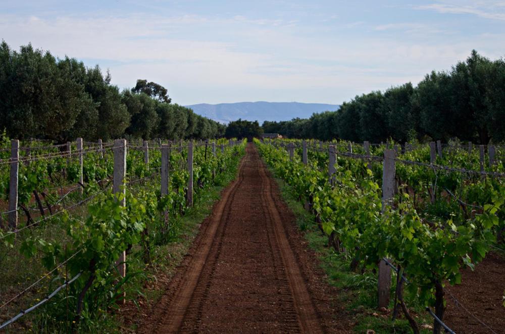 Ryad De Vignes " Le Val D'Argan " Ounara Buitenkant foto